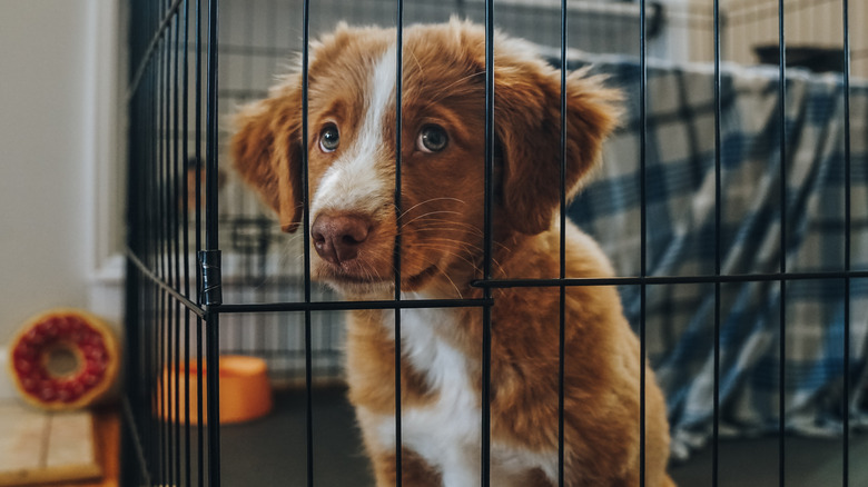 puppy giving sad eyes from inside a closed crate