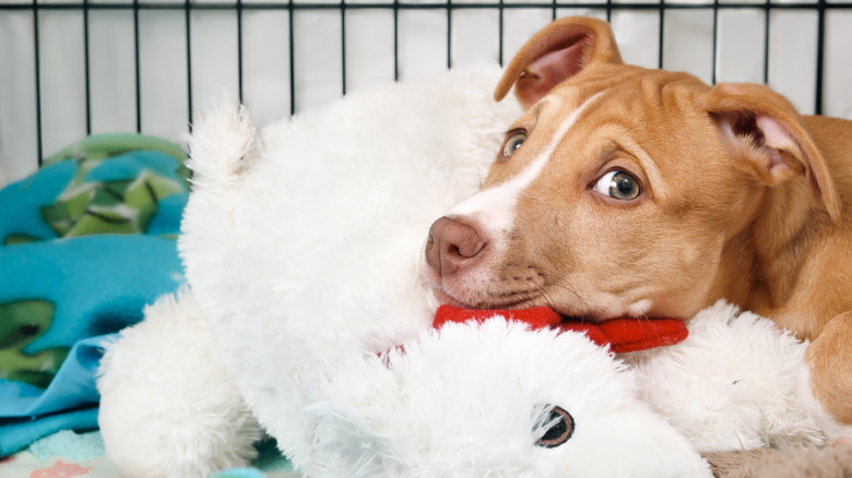 bully breed puppy gives mildly guilty expression to the camera from inside a crate