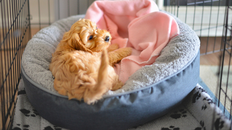 cute cockapoo puppy inside crate lying on dog bed, looking at open door