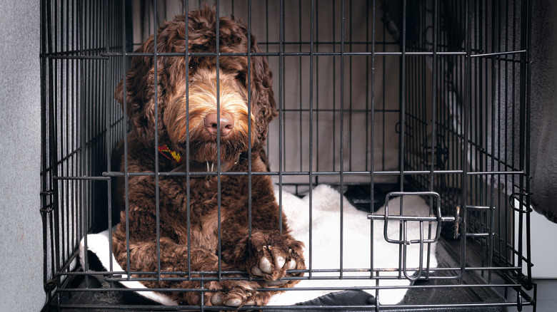 curly-haired, large-breed puppy waiting patiently inside crate with closed door