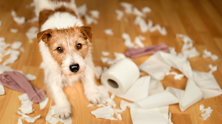 puppy with chewed-up toilet paper and clothing