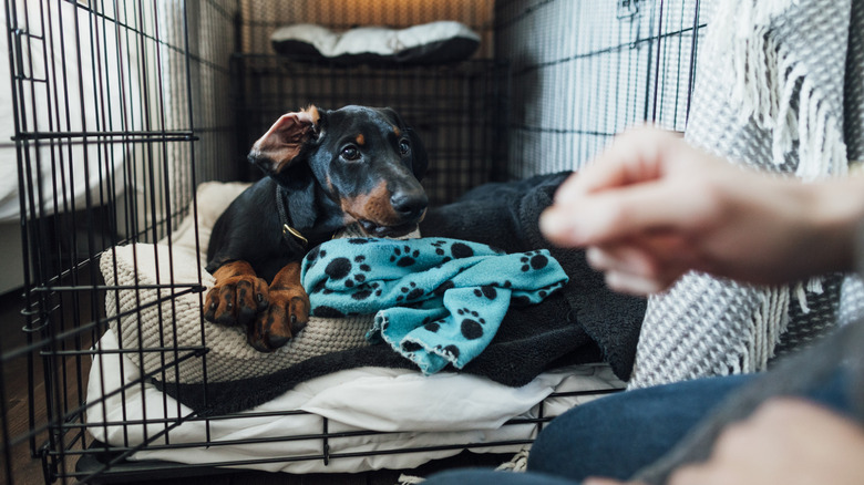 woman's hands visible as she lets Doberman puppy out of crate