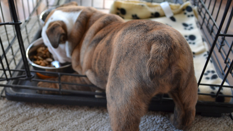 puppy eats in crate with butt sticking out of crate door