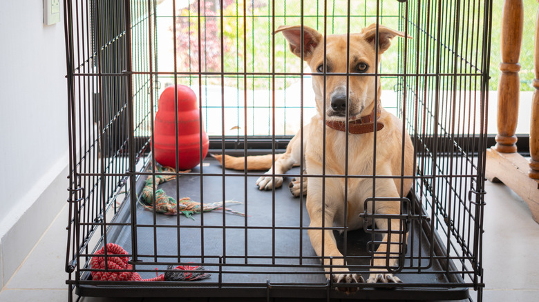 dog waiting patiently and looking alert inside closed crate with several toys