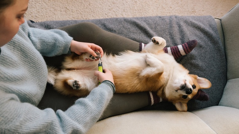 A woman trims the nails of a corgi lying on its back on a sofa