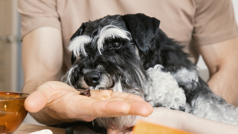 A black and white Schnauzer eats a treat out of a man's hand