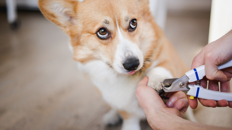 A corgi looks up while having its nails trimmed