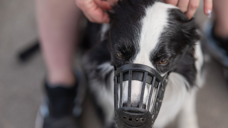 Close up of a pair of hands putting a muzzle on a large collie