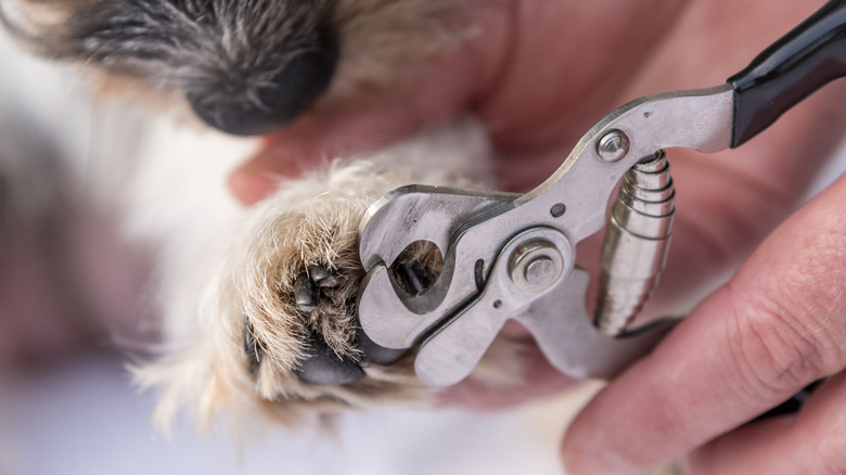 Close up of a pair of sturdy dog nail clippers