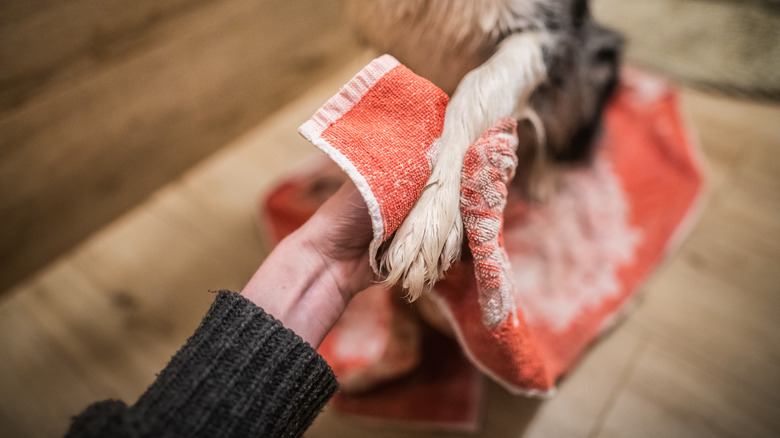 Close up of a hand holding a towel around a dog's paw