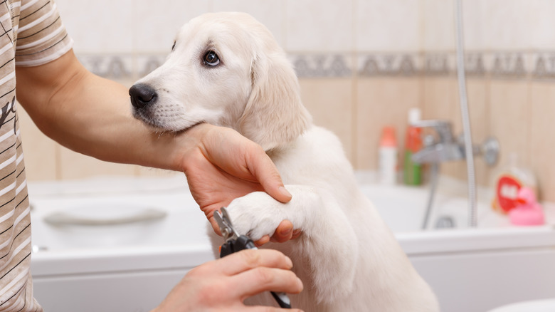 A puppy looks up while having its nails trimmed in a bathroom