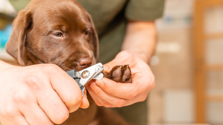 A chocolate lab puppy has its nails trimmed