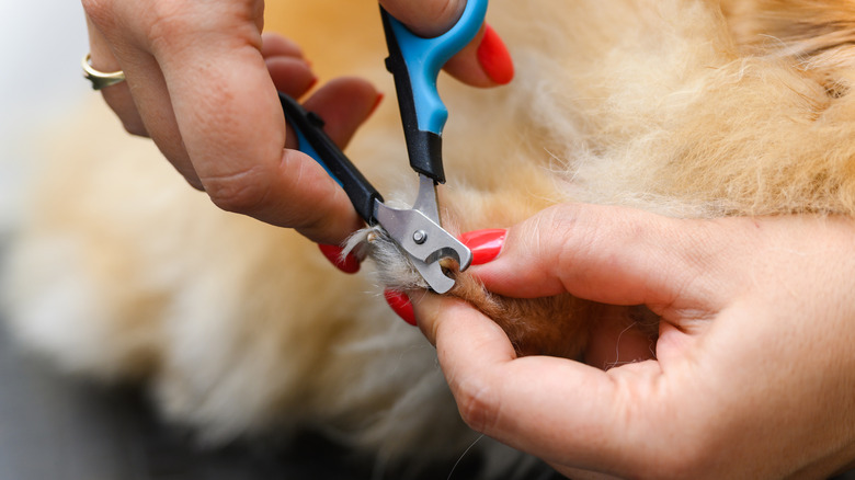 Close-up of a woman's hands clipping a dog's nails