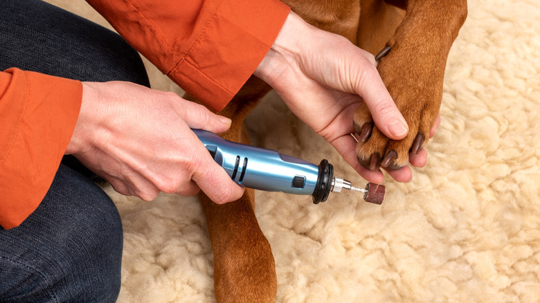 A woman uses a nail grinder to shorten a brown dog's nails