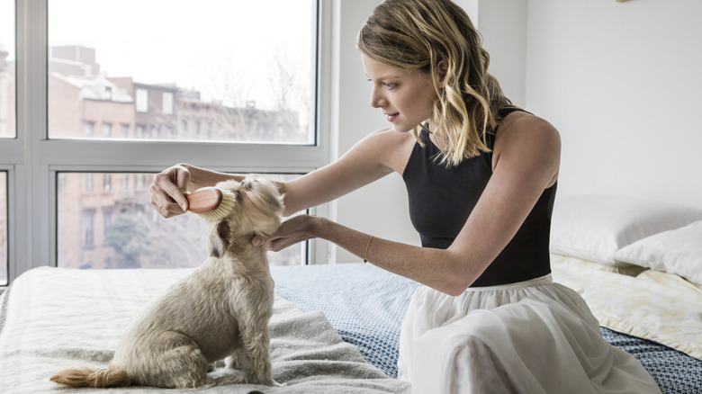 woman brushing dog on bed