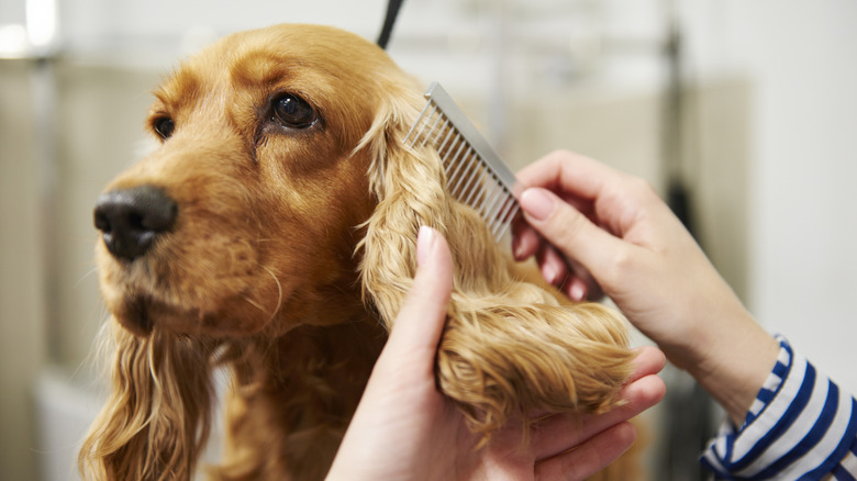 cocker spaniel dog brushed with detangling comb