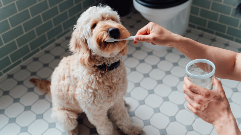 poodle in bathroom with toothbrush