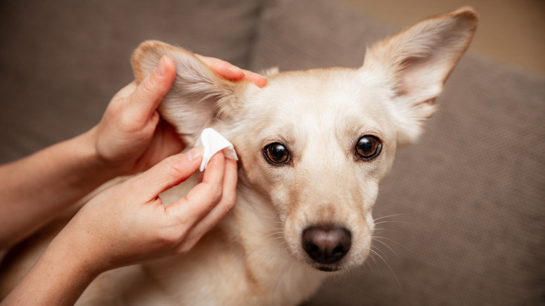 dog parent cleaning terrier dog ears