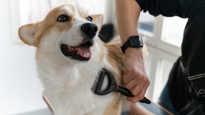 corgi dog being groomed