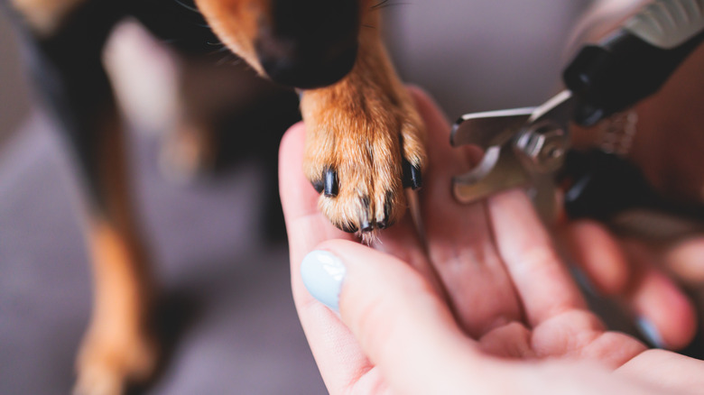 dog nails being trimmed with nail clipper