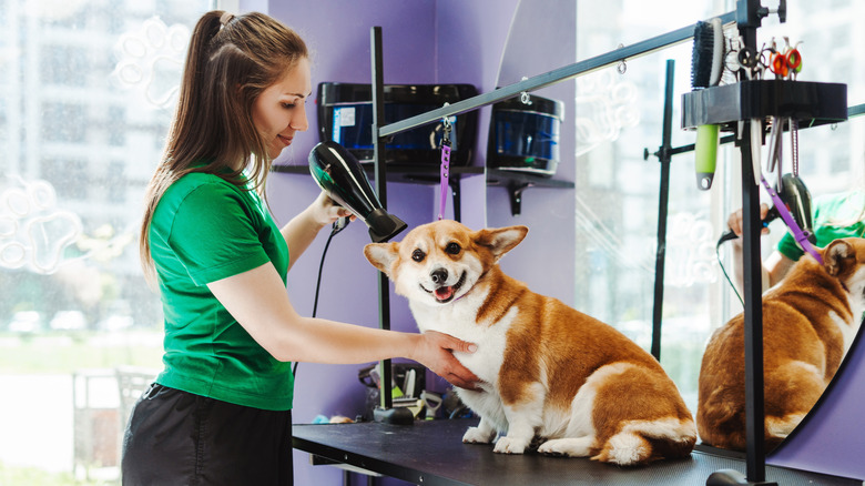 corgi dog with groomer and hair dryer