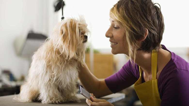 yorkshire terrier dog and groomer smiling