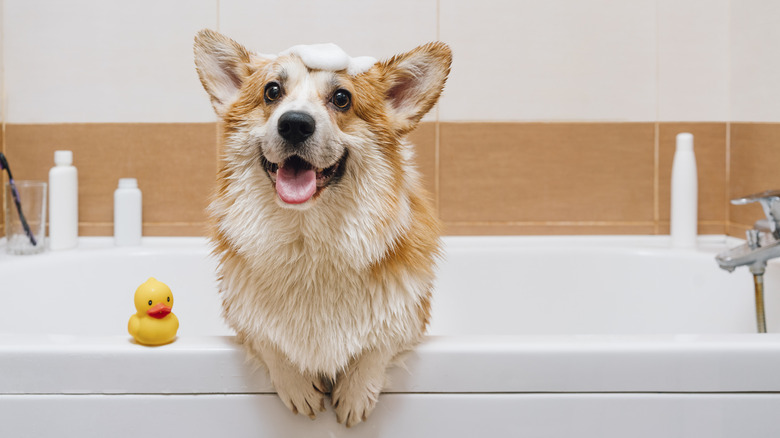 happy corgi dog in bath