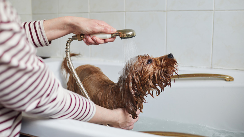 small dog in bath with water running