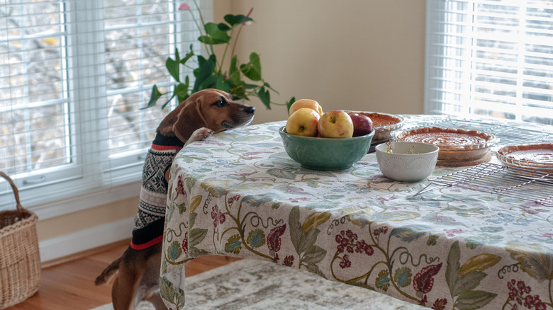 A beagle attempting to steal Thanksgiving dinner.