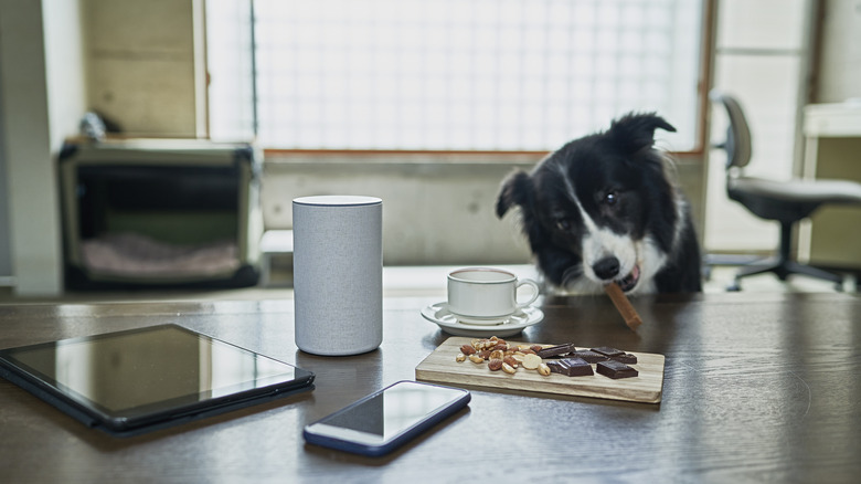 A border collie nabbing a dessert.