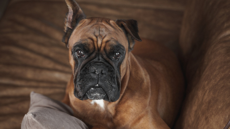 A portrait of a boxer.