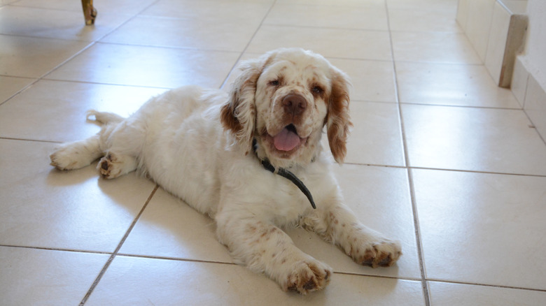 A Clumber spaniel on a tile floor