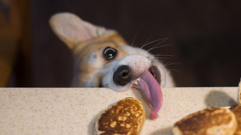 A corgi using its tongue to get something off the counter.