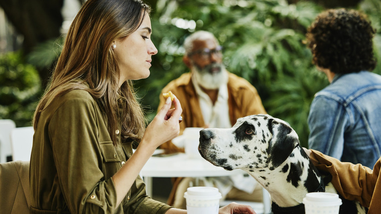 A great Dane begging at a sidewalk cafe.