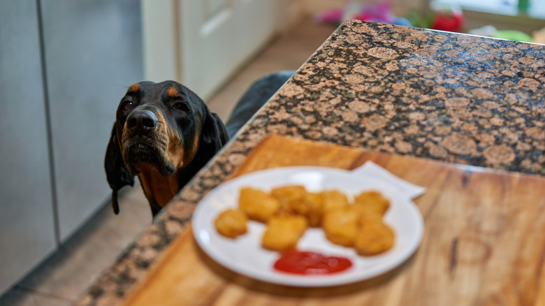 A coonhound looking at food on a counter.