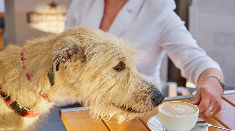 An Irish wolfhound inspecting its owner's coffee.