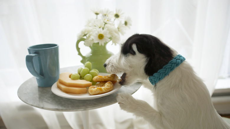 A Jack Russell about to steal a pastry.