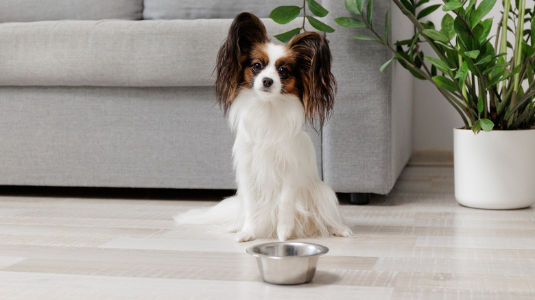 A Papillion by its food bowl.