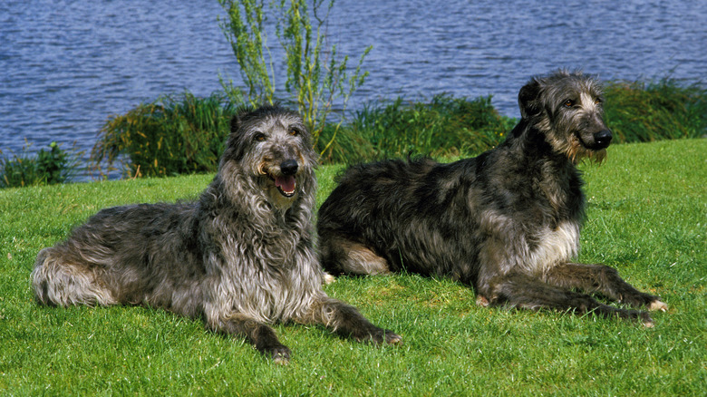 Two Scottish deerhounds near a lake.