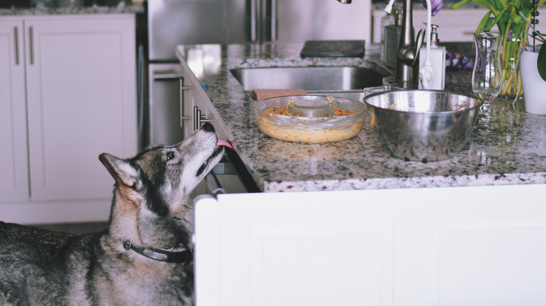 A husky eyeing a bowl on the counter.