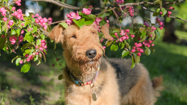 A tan terrier blinks in the sunlight