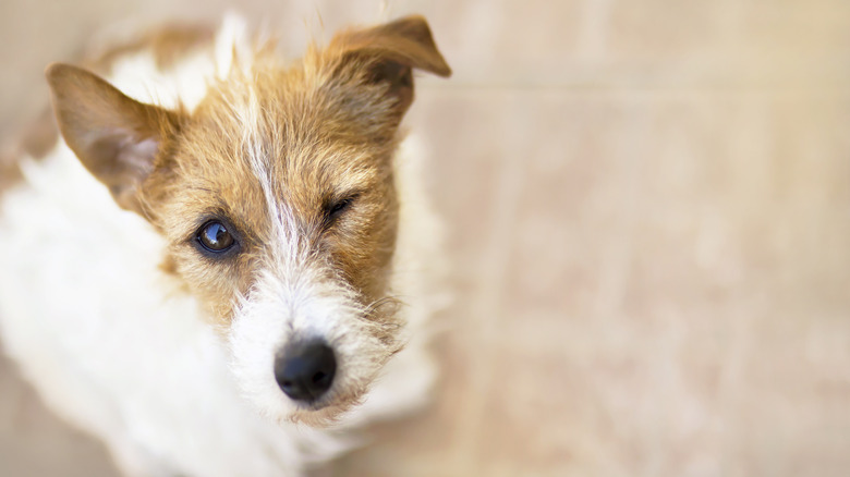 A small terrier dog looks up and winks at the camera