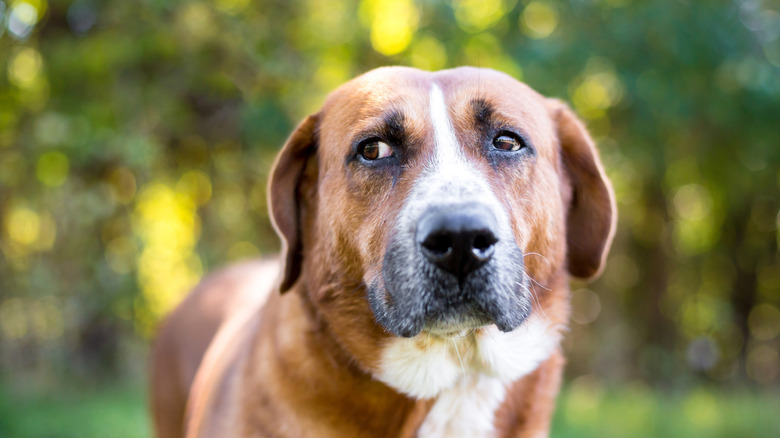 A large brown and white dog gives a side eye look