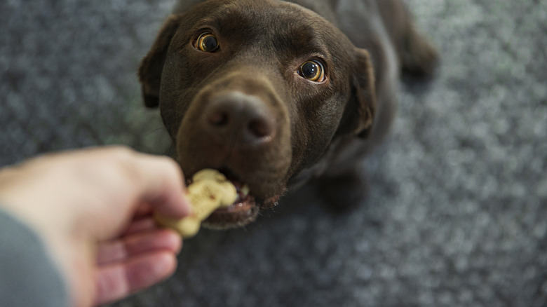 A chocolate lab dog goes cross-eyed while reaching for a treat