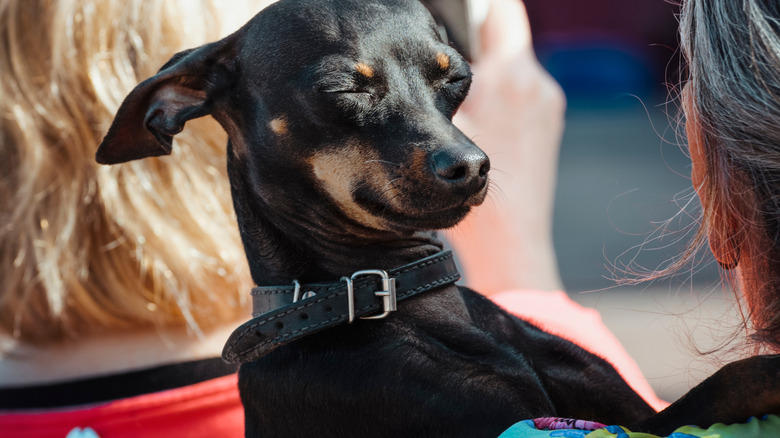 A small black terrier dog grins with eyes closed