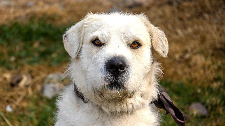 A large white dog stares at the camera