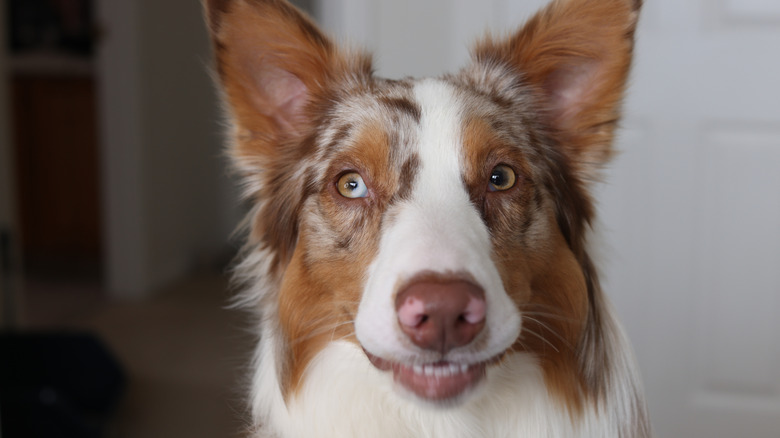 An Australian shepherd dog looks to the side