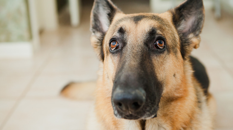 A German shepherd raises its eyebrows while looking up