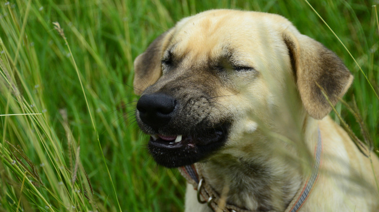 A tan and black dog scrunches its nose