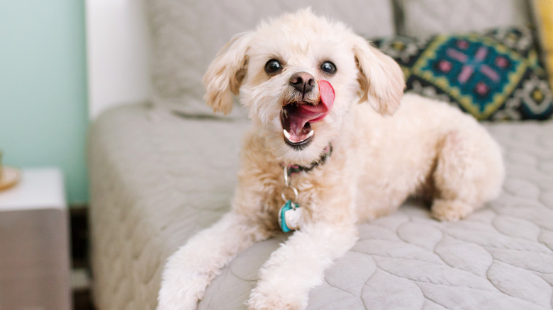 A small white dog smacks its lips